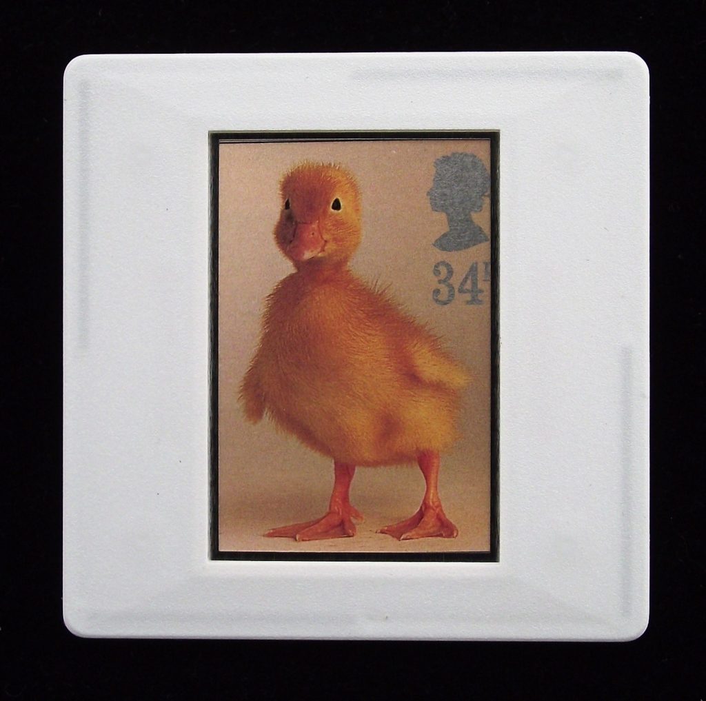 Duckling brooch - illustration by Tony Evans - Stamp Style animal badges